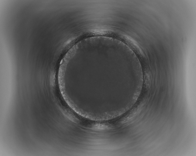 X0000111020596200907310933
