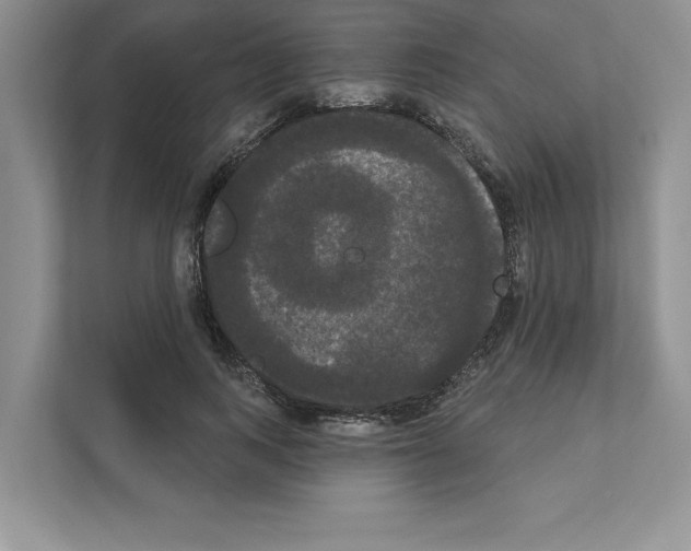 X0000111020743200907310931