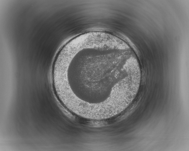 X0000111020795200907310931