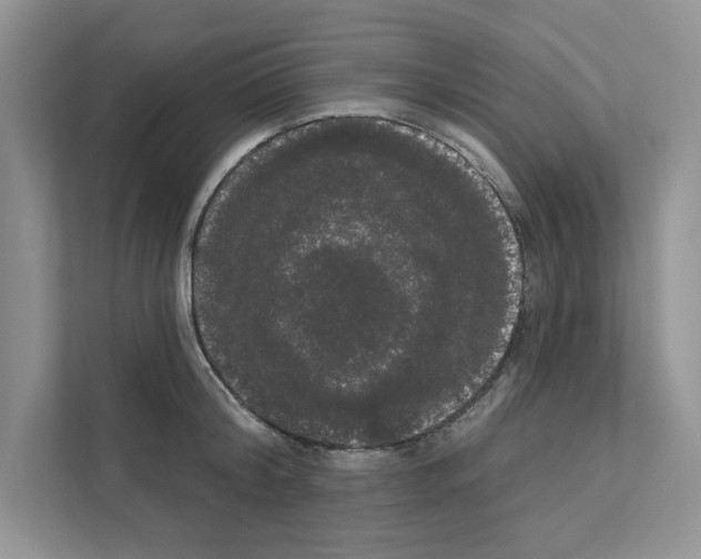 X0000111020804200907310930