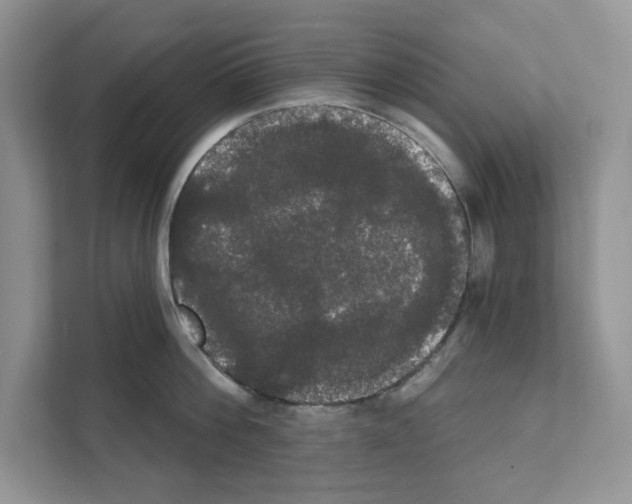 X0000111020812200907310930
