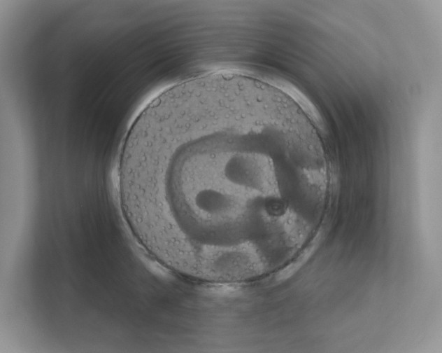 X0000111020814200907310930