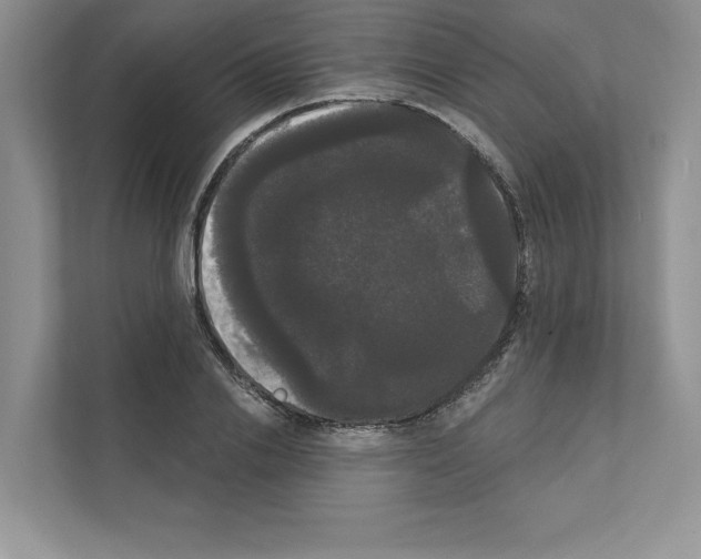X0000111020838200907310930
