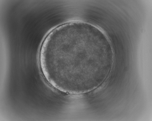 X0000111020864200907310930