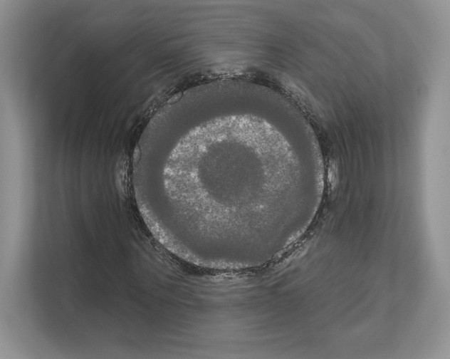 X0000111020867200907310930