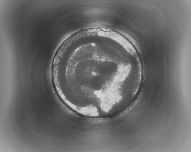 X0000111020949200907310929