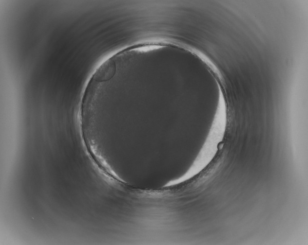 X0000111020951200907310929
