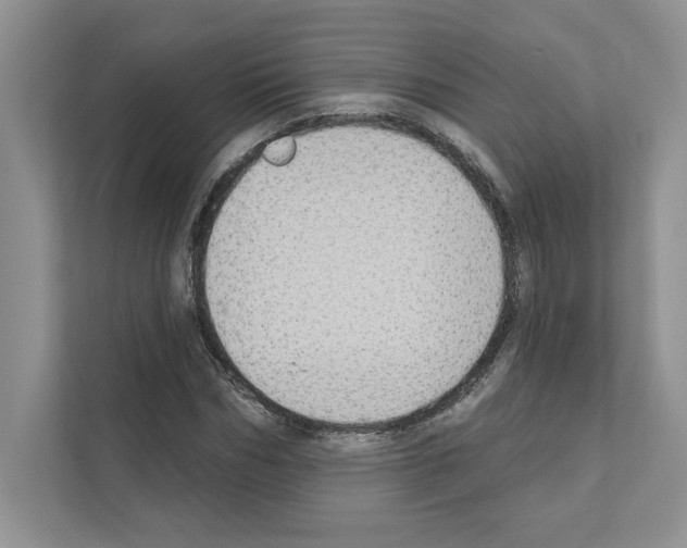 X0000111020970200907310928