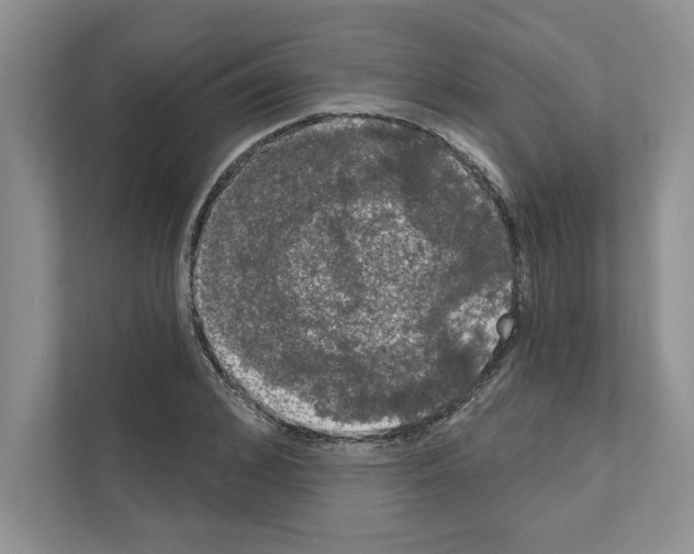 X0000111020976200907310928