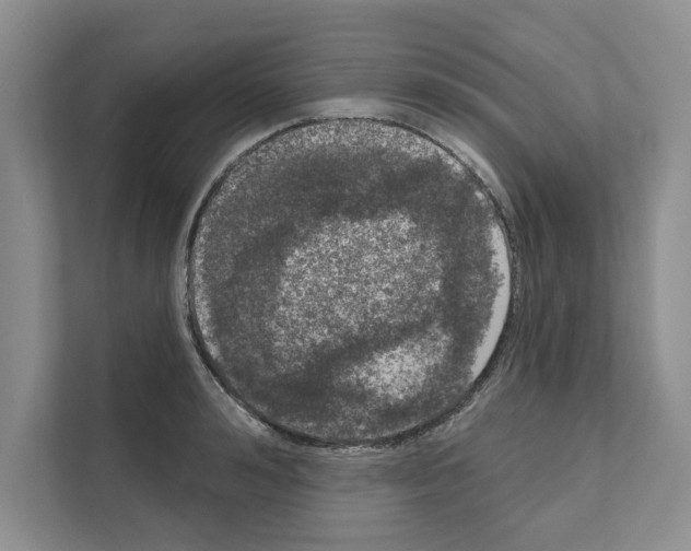 X0000111020992200907310928
