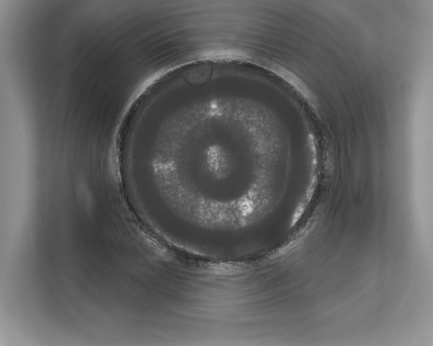 X0000111021022200907310927