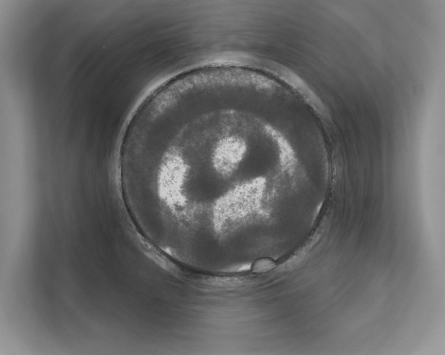 X0000111021232200907310925
