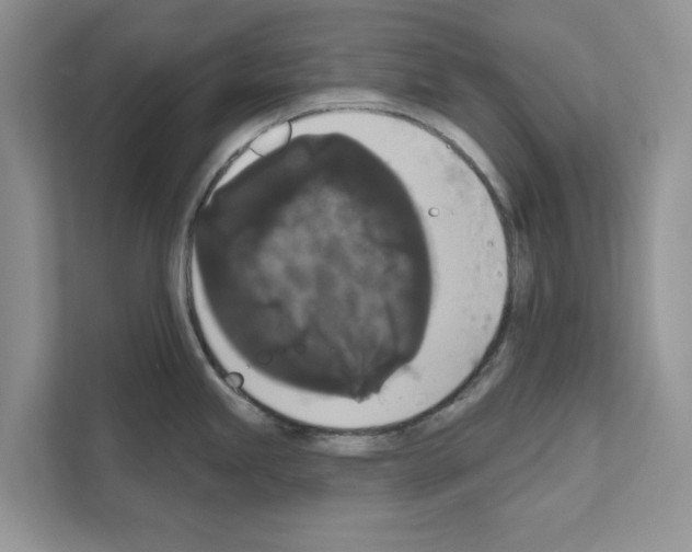 X0000111021245200907310925