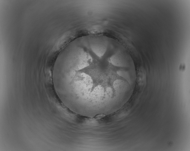 X0000111030523200906251308