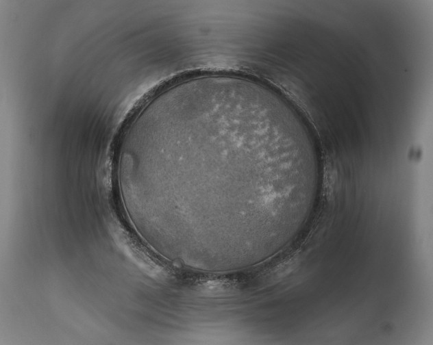 X0000111030584200906251307