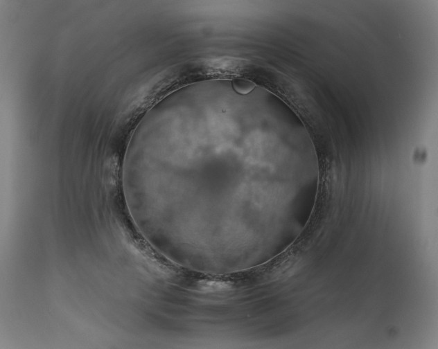 X0000111030649200906251306