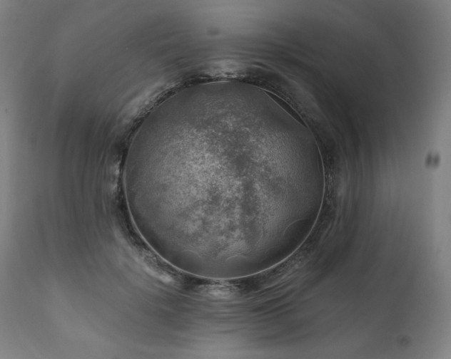 X0000111030652200906251306