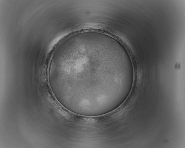 X0000111030878200906251302