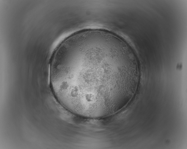 X0000111031175200906251258