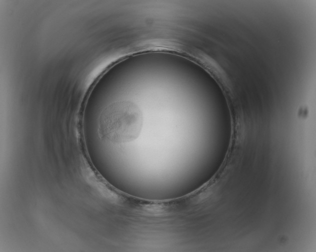 X0000111031182200906251258