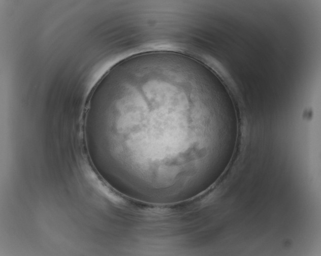 X0000111031236200906251257