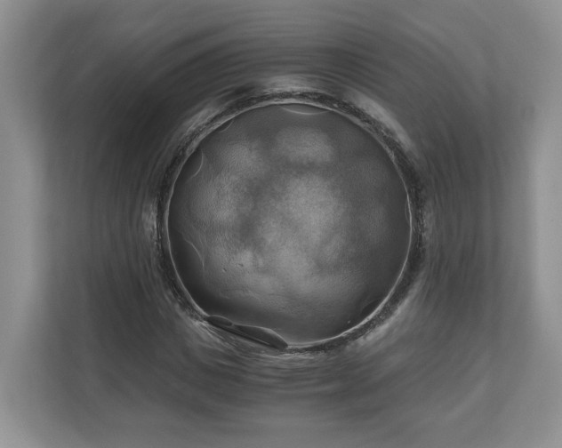 X0000111030825200907021536