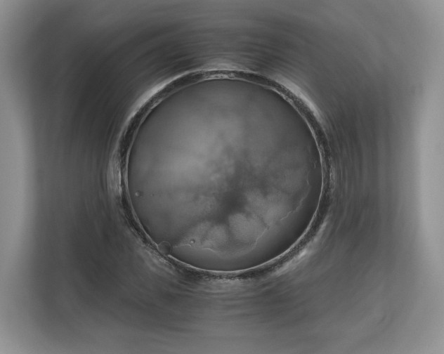 X0000111030925200907021535