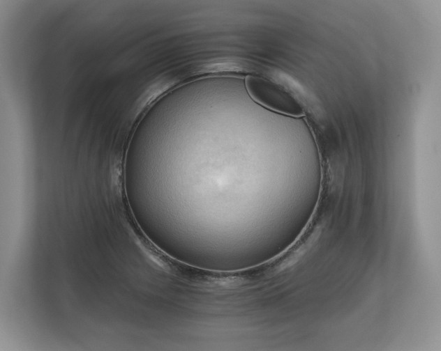 X0000111031225200907021531