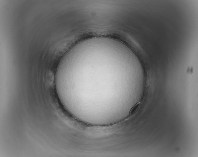 X0000111030025200907091556