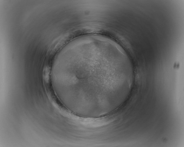 X0000111030026200907091556