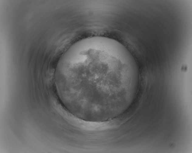 X0000111030034200907091556