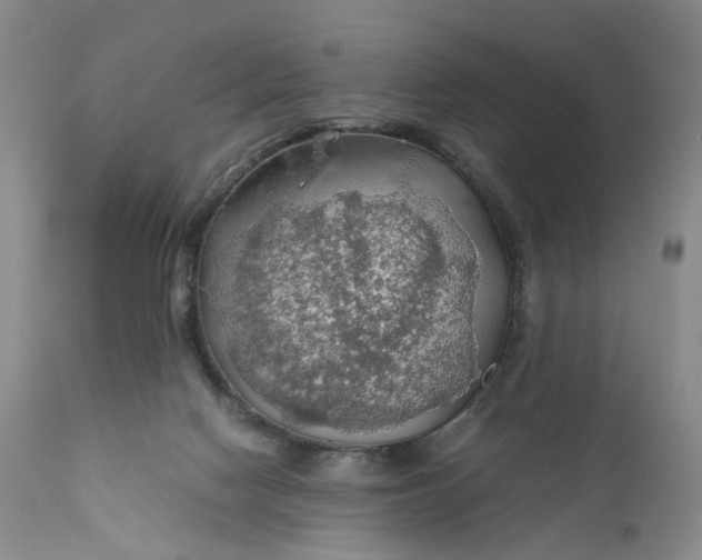 X0000111030074200907091555