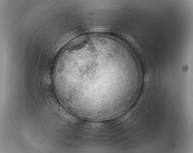X0000111031209200907091537