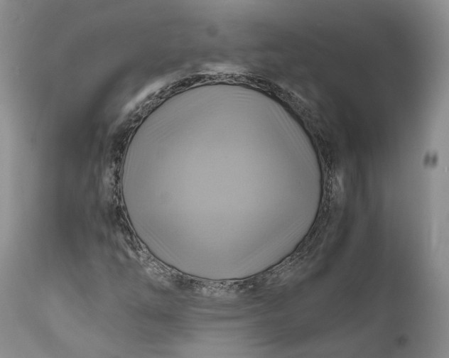 X0000111031254200907091536