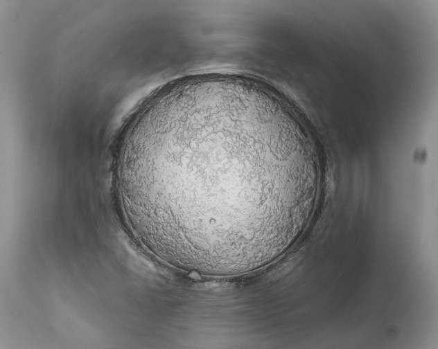 X0000111031406200907091533