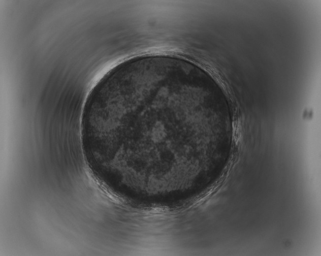 X0000111030196200907231629