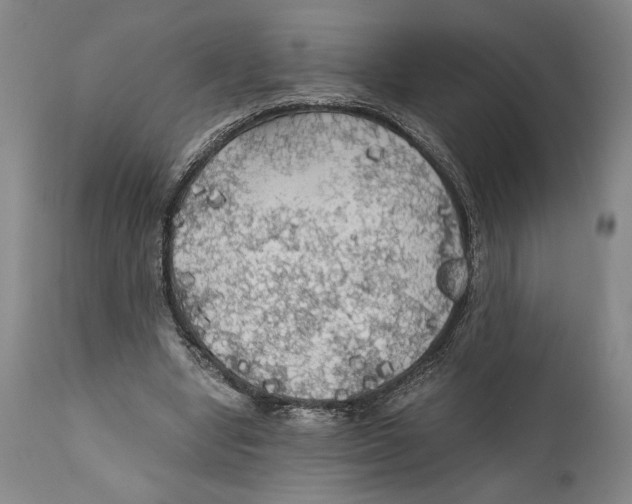X0000111030442200907231625