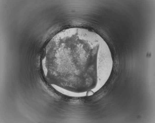 X0000111030454200907231625