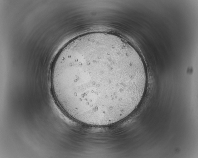 X0000111030843200907231619