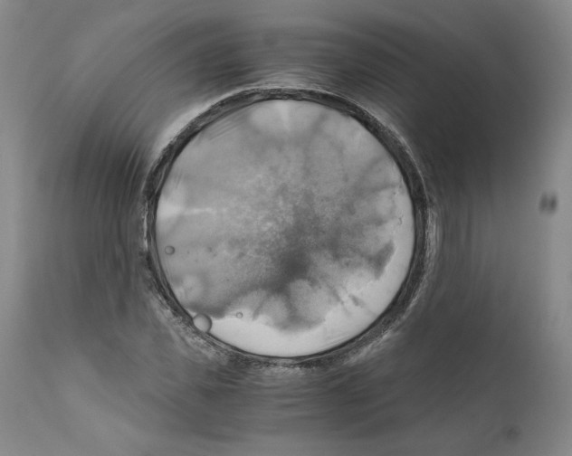 X0000111030925200907231617