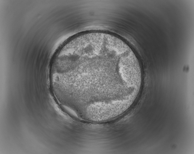 X0000111031030200907231615