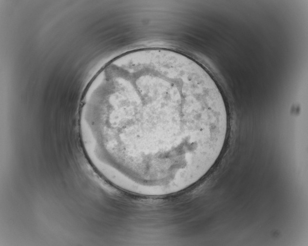 X0000111031236200907231613