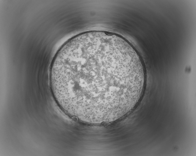 X0000111031238200907231613