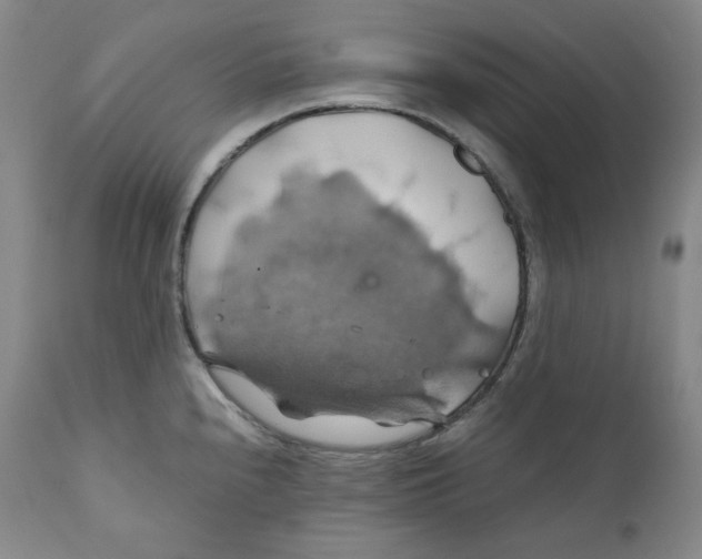 X0000111031240200907231613