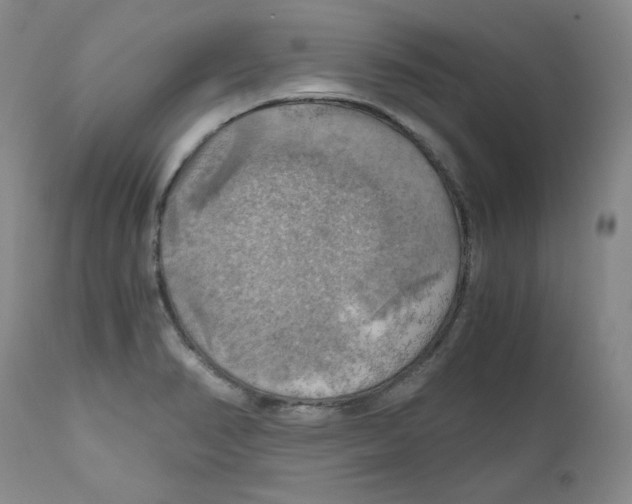 X0000111031374200907231610