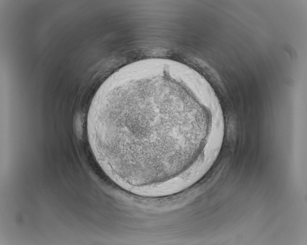 X0000111030026200908061445