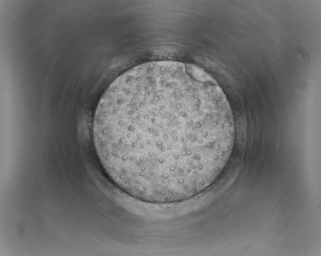 X0000111030038200908061445