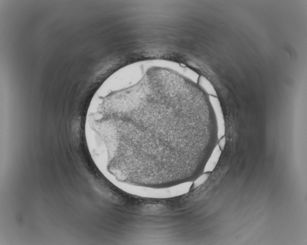 X0000111030066200908061444