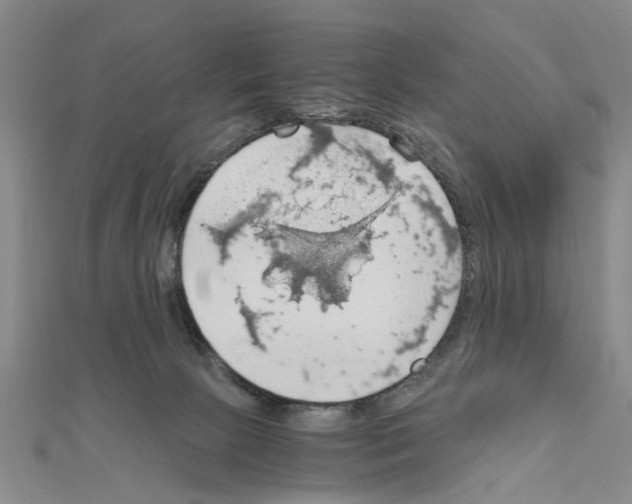 X0000111030081200908061445