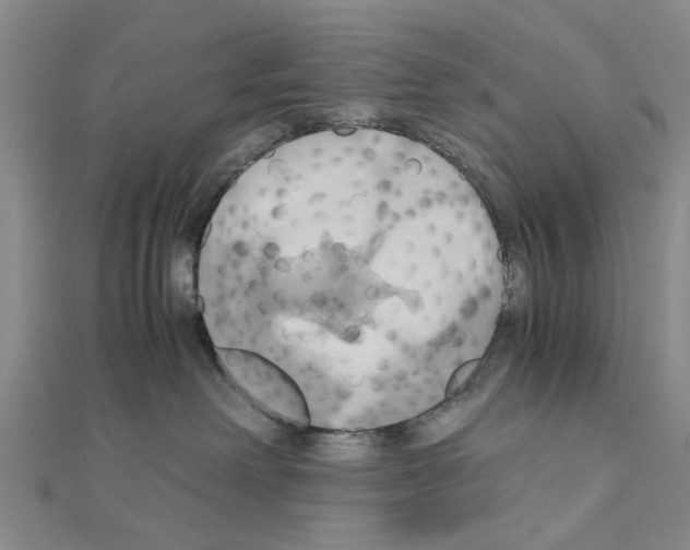 X0000111030238200908061442